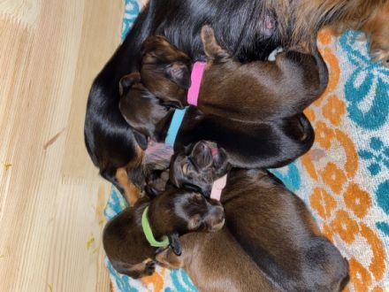 Quirinus von der Oderichs Wurth. „ vom Stemmer Lande „