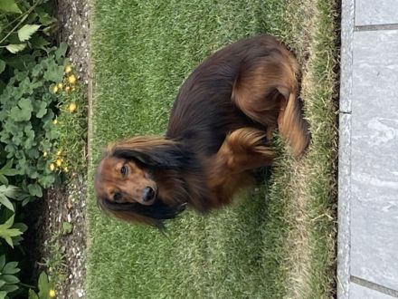 Quirinus von der Oderichs Wurth. „ vom Stemmer Lande „