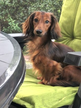 Quirinus von der Oderichs Wurth. „ vom Stemmer Lande „