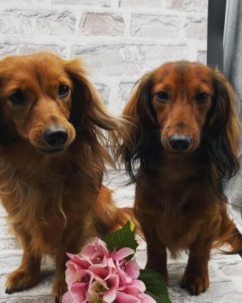 Zwerg & Kaninchenlanghaar Dackel vom Stemmer Lande