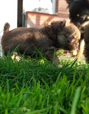 Hallo wir sind Feline und Fabius und suchen noch ein