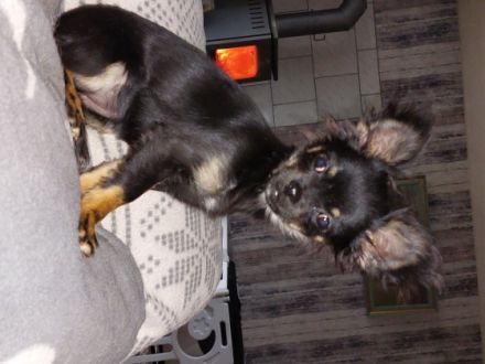 Ellie dat Snuutje van de Ost, Chihuahua