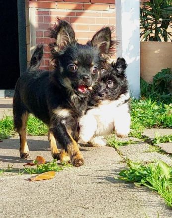 Ellie dat Snuutje van de Ost, Chihuahua