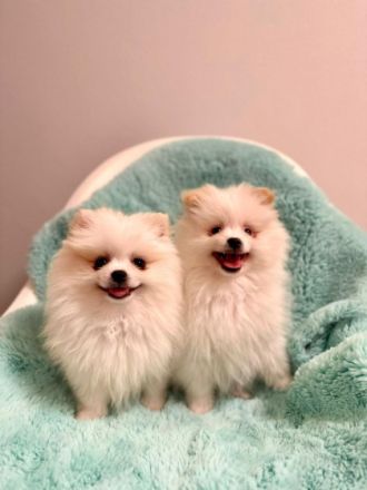 Hallo zusammen, unsere süßen Pomeranians suchen ein