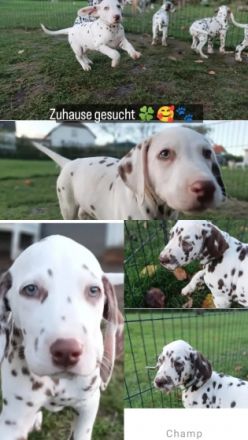 Am 29.08.2022 sind insgesamt 13 wundervolle