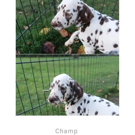 Am 29.08.2022 sind insgesamt 13 wundervolle