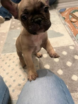 Hallo liebe Bullyfreunde.. Update: eigentlich hatten