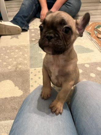 Hallo liebe Bullyfreunde.. Update: eigentlich hatten