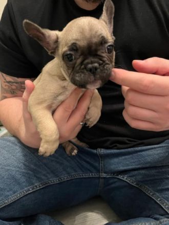 Hallo liebe Bullyfreunde.. Update: eigentlich hatten