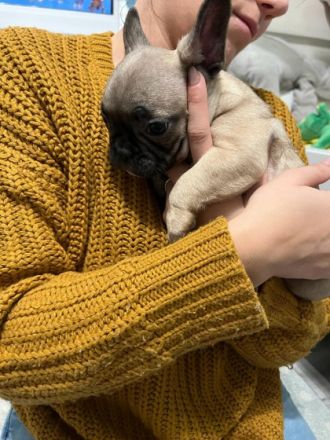 Hallo liebe Bullyfreunde.. Update: eigentlich hatten