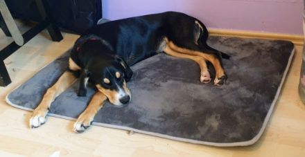 Jacky, Unsere 7 Monate alte Mischlingshündin ist ein