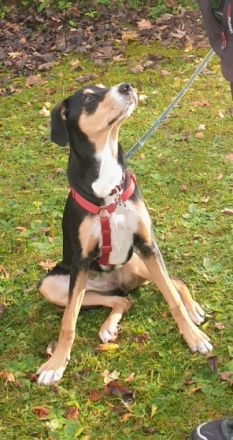 Jacky, Unsere 7 Monate alte Mischlingshündin ist ein