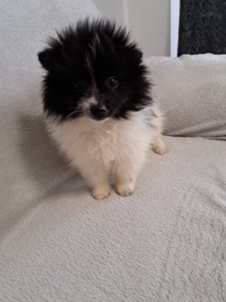 Die kleine schwarz weisse Pomeranian sucht ein neues