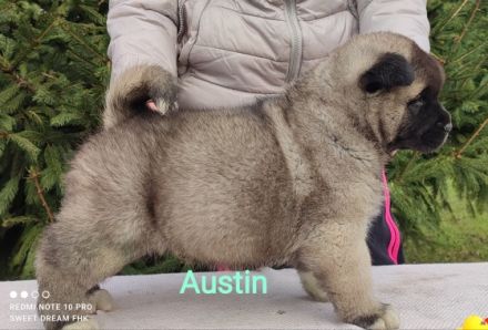 Der Zwinger Sweet Dream From Hunyadi präsentiert