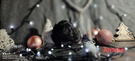 Kennel Sweet Dream From Hunyadi präsentiert Pekingese