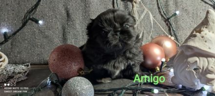 Kennel Sweet Dream From Hunyadi präsentiert Pekingese