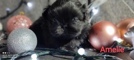 Kennel Sweet Dream From Hunyadi präsentiert Pekingese
