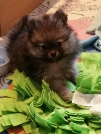 Reizende kleine Pomeranian Welpen mit Papieren des CDK