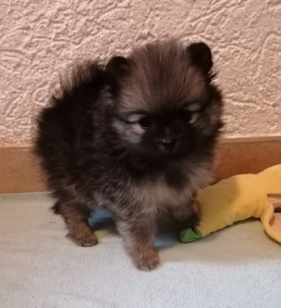Reizende kleine Pomeranian Welpen mit Papieren des CDK