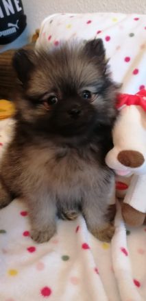 Reizende kleine Pomeranian Welpen mit Papieren des CDK