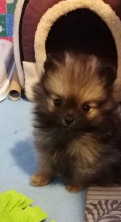 Reizende kleine Pomeranian Welpen mit Papieren des CDK