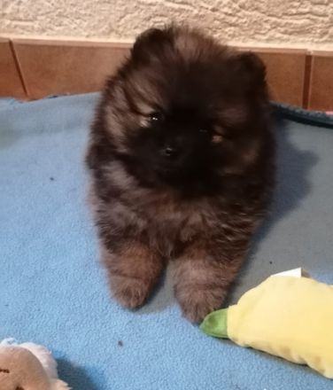 Reizende kleine Pomeranian Welpen mit Papieren des CDK