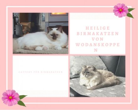 Heilige Birmakatzen von Wodanskoppen