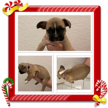 Hallo Ihr Lieben, unsere Hündin Lilly wurde um den 19