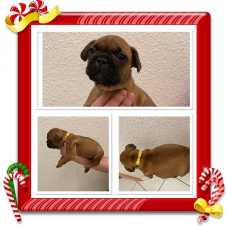 Hallo Ihr Lieben, unsere Hündin Lilly wurde um den 19