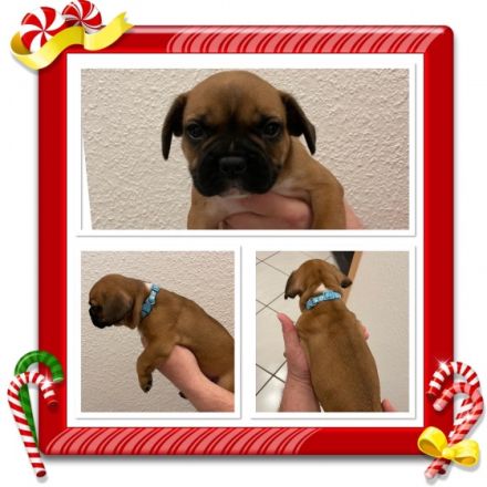 Hallo Ihr Lieben, unsere Hündin Lilly wurde um den 19