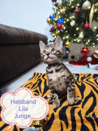 Wunderschöne Bengal Kitten aus zweiten Hobby Wurf,