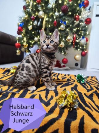Wunderschöne Bengal Kitten aus zweiten Hobby Wurf,