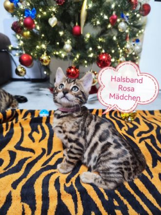 Wunderschöne Bengal Kitten aus zweiten Hobby Wurf,