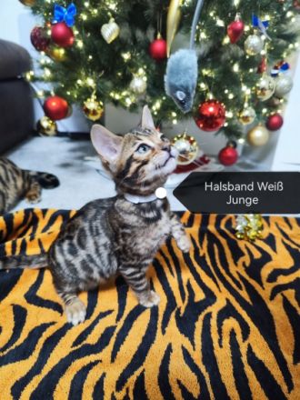 Wunderschöne Bengal Kitten aus zweiten Hobby Wurf,
