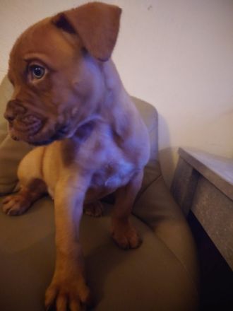 Bordeauxdogge, Welpen