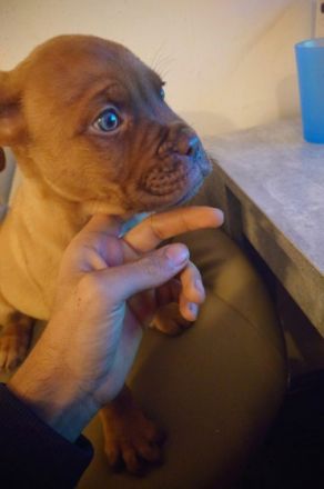 Bordeauxdogge, Welpen