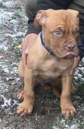 Bordeauxdogge, Welpen