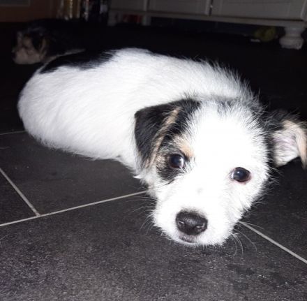 Es sind von 6 nur noch 3 Welpen zu haben 2 Weibchen und