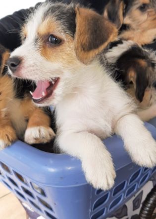 Es sind von 6 nur noch 3 Welpen zu haben 2 Weibchen und