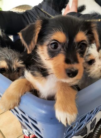 Es sind von 6 nur noch 3 Welpen zu haben 2 Weibchen und