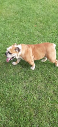 Englische Bulldogge, Welpen