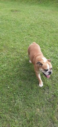 Englische Bulldogge, Welpen