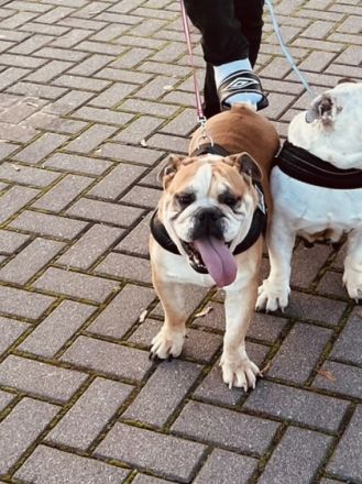 Englische Bulldogge, Welpen