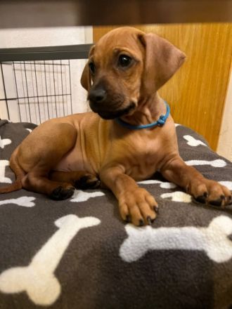 Hallo wir sind zwei Mädels und ein Junge die auf diesen