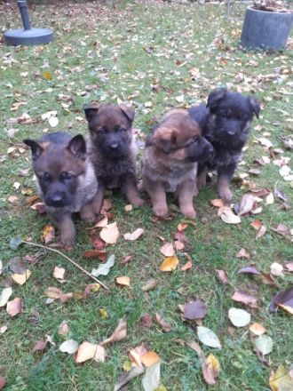 3 Rüden und 3 Hündinnen suchen ein gutes Zuahuse. Die