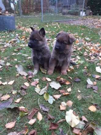 3 Rüden und 3 Hündinnen suchen ein gutes Zuahuse. Die