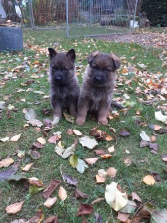 3 Rüden und 3 Hündinnen suchen ein gutes Zuahuse. Die