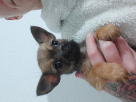 Wir haben 4 süsse Mischlinge abzugeben der Papa ist