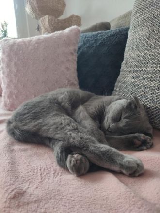 Sir Henry, Hallo:) Aus Gesundheitlichen Gründen suchen