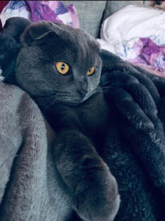 Sir Henry, Hallo:) Aus Gesundheitlichen Gründen suchen